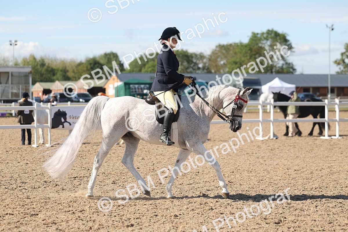 SBM_13048 - Class 305 - Ridden Foreign Breed Pure Bred