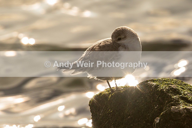 180307-Wirral0247 - Waders