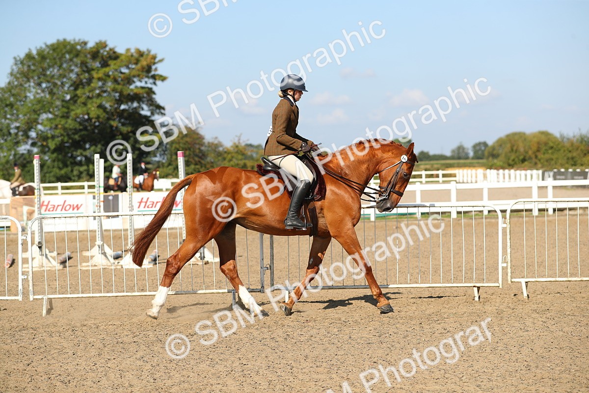 SBM_02211 - Class 43 Ridden Competition Horse/Pony