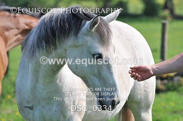 DSC_0334 - ARCHIVE REQUEST - Quincy and Guinness