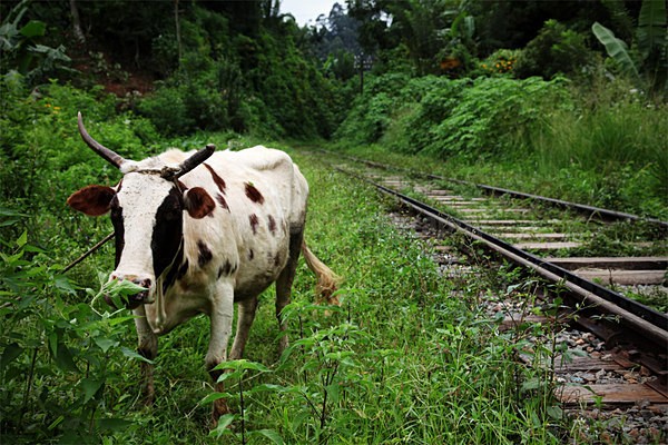 Holy cow by train track in Ella, Sri Lanka - Sri Lanka wildlife, people & places