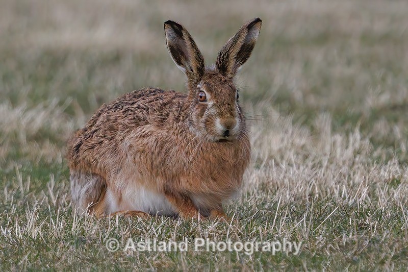 Brown Hare - Latest Images