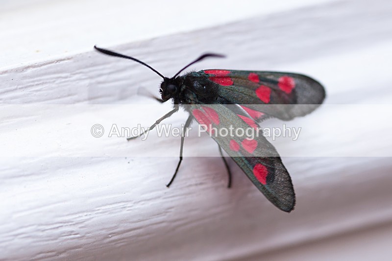 20130707-_MG_4508 - Insects