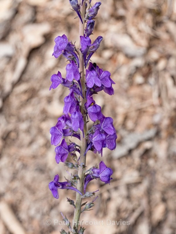 Purple toadflax (Linaria pupurea)  - Wild Flowers - 1
