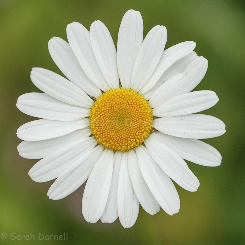 Daisy SD2574 - Greeting Cards
