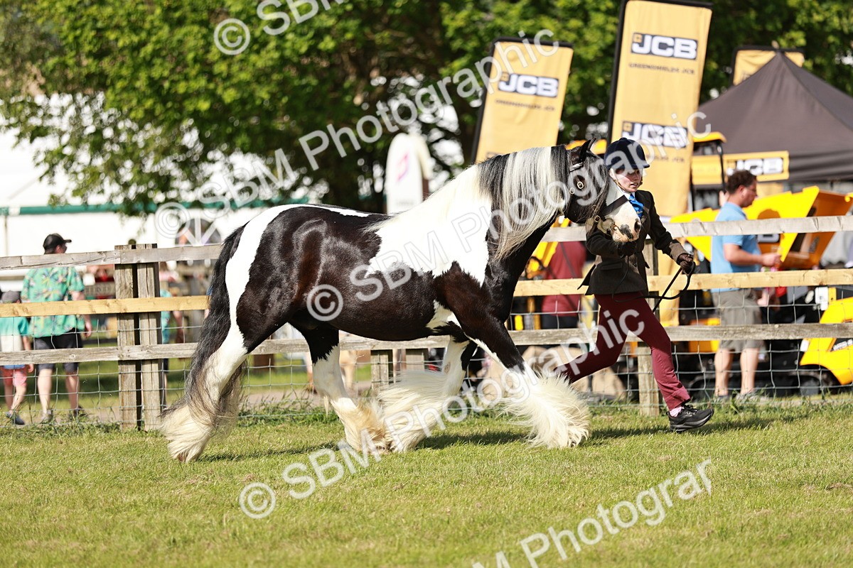 SBM_08774 - Class 63-65 - Traditional Gypsy Cobs In Hand & Ridden