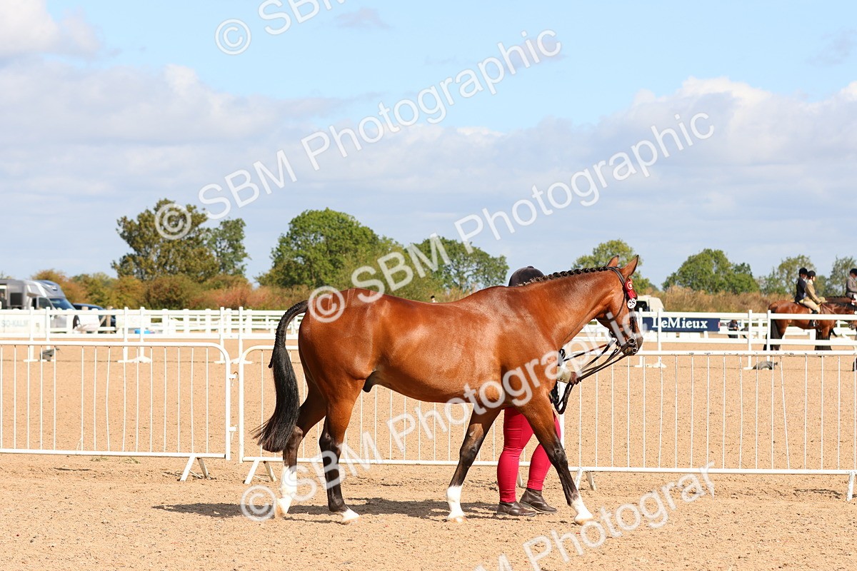 SBM_11142 - Class 208 - IH Veteran Horse