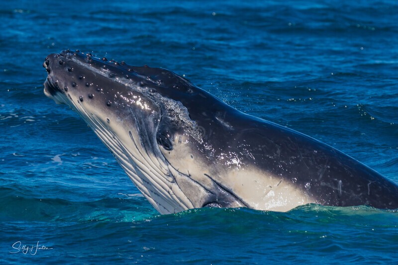Humpback Calf head-lunge 6. 0A3A9451 - 2025 Whales