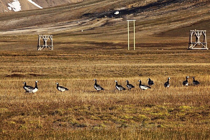 Barnacle geese in Adventdalen 2373 - Wildlife