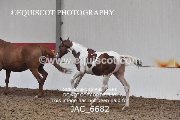 JAC_6682 - 15 Ziggy of Westoak