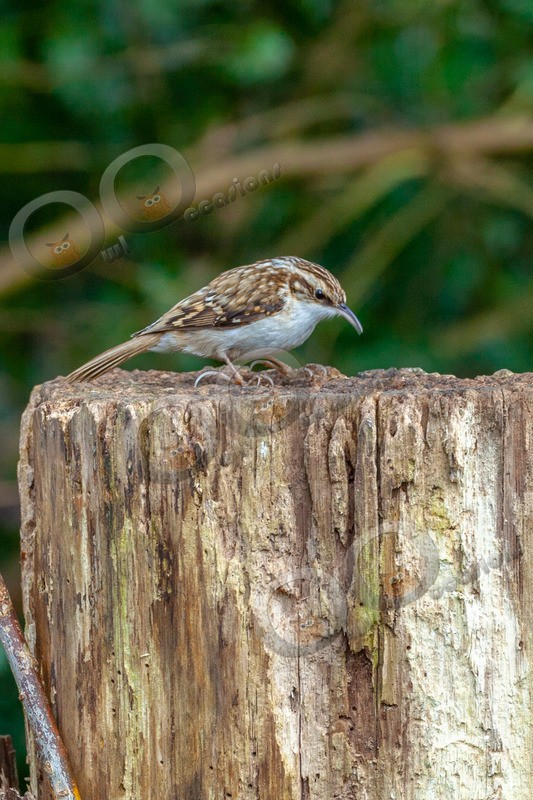 tree creeper Certhia familiaris-3412 - UK birds