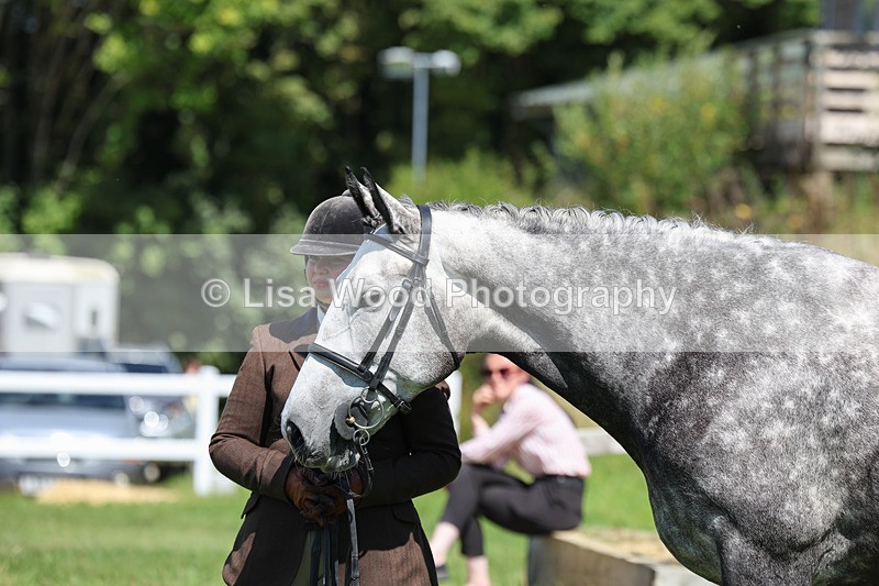 3E7A9048 - Class 6: Open Working Horse