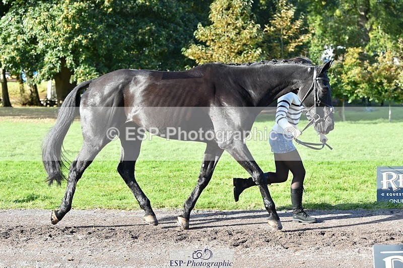 231022-112046-23901 - 563-SOUTHPAW-Kaia.Land-TrotUp+SJ