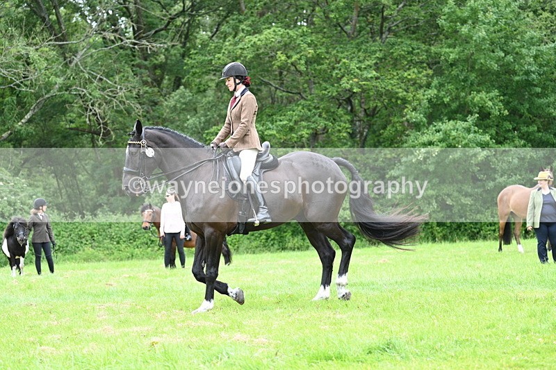 WJ7_4120 - Class 14A Handsome Gelding