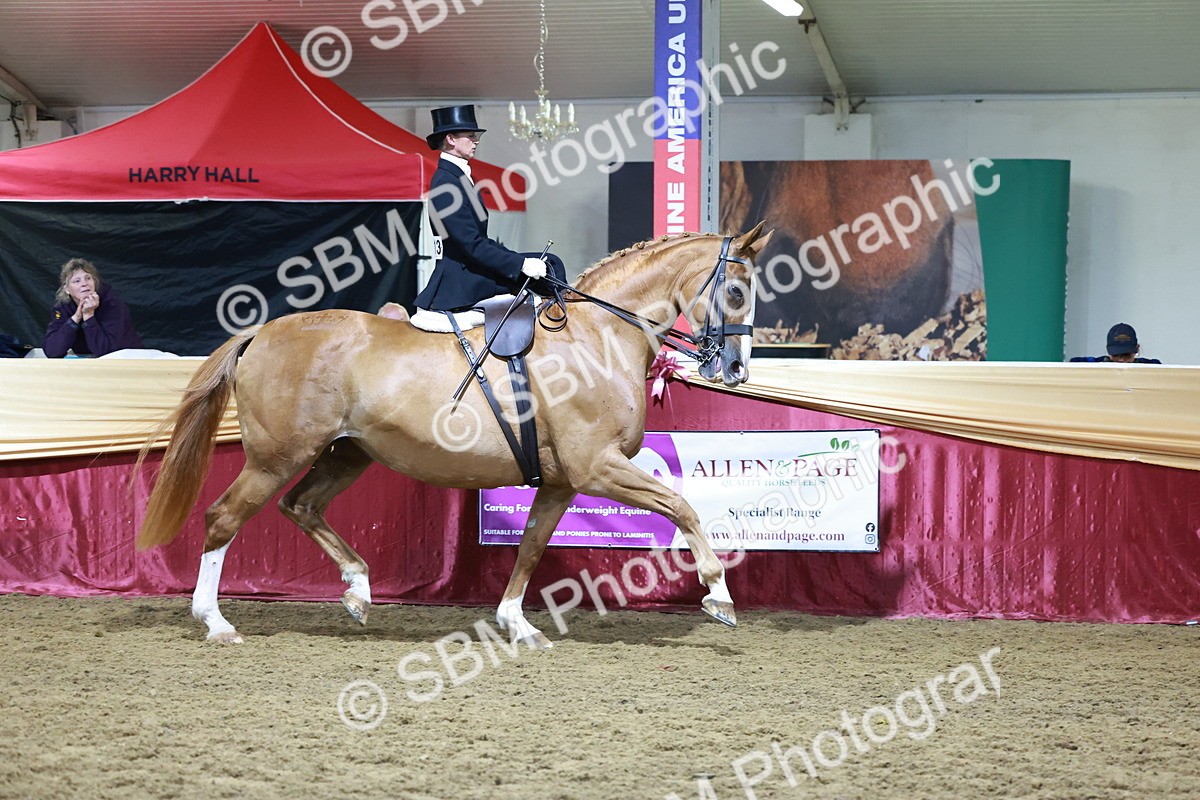 SBM_20947 - Class N - Side Saddle Champ