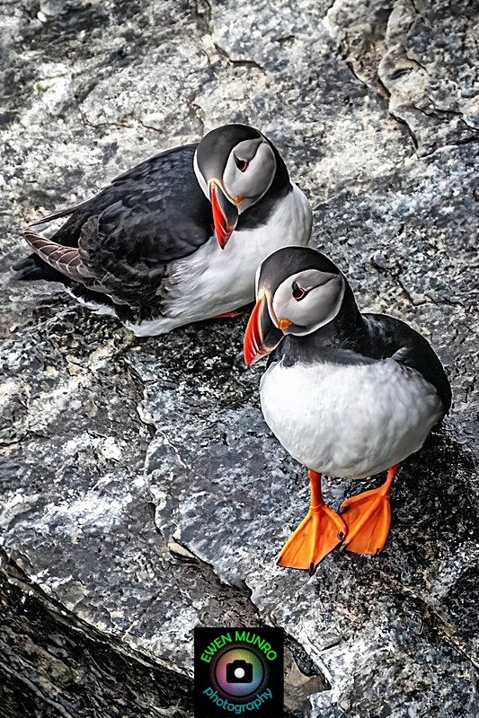 BBW-03-Puffin Pair - Water-based Birds