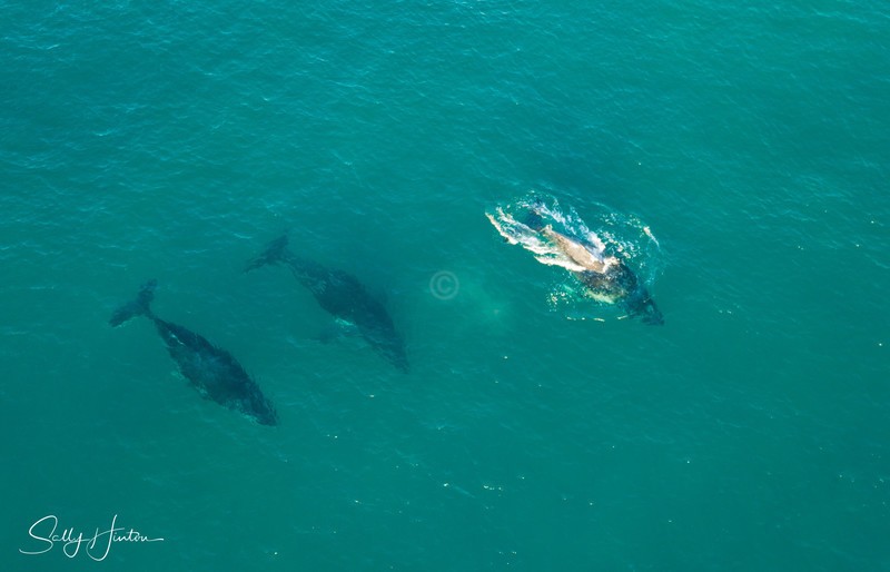 Three Humpbacks 3