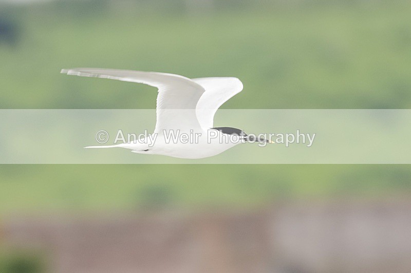 20180530-Cemlyn8E0A6716 - Terns