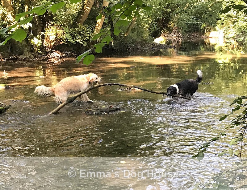  - Dogs