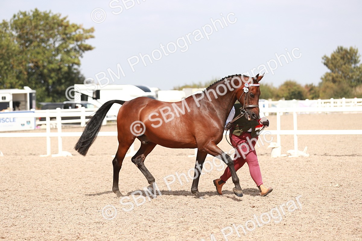 SBM_13307 - Class 208 IH Veteran Horse