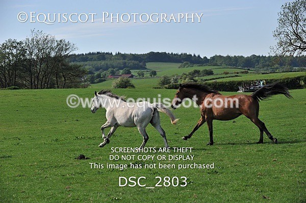 DSC_2803 - ARCHIVE REQUEST - Quincy and Guinness