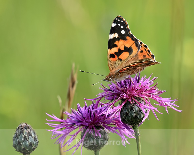 Painted Lady feeding on Knapweed, Seven Barrows BBOWT Nature Reserve - INSECTS