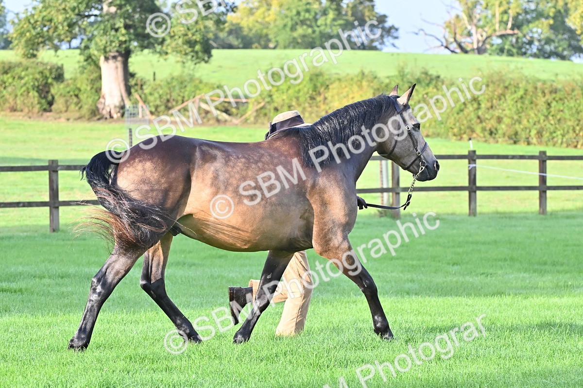SBM_32571 - S15 - Top Turnout In Hand