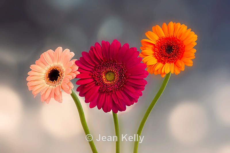 Mixed Gerbera in a Row - DSC_1652 - Mixed Colours