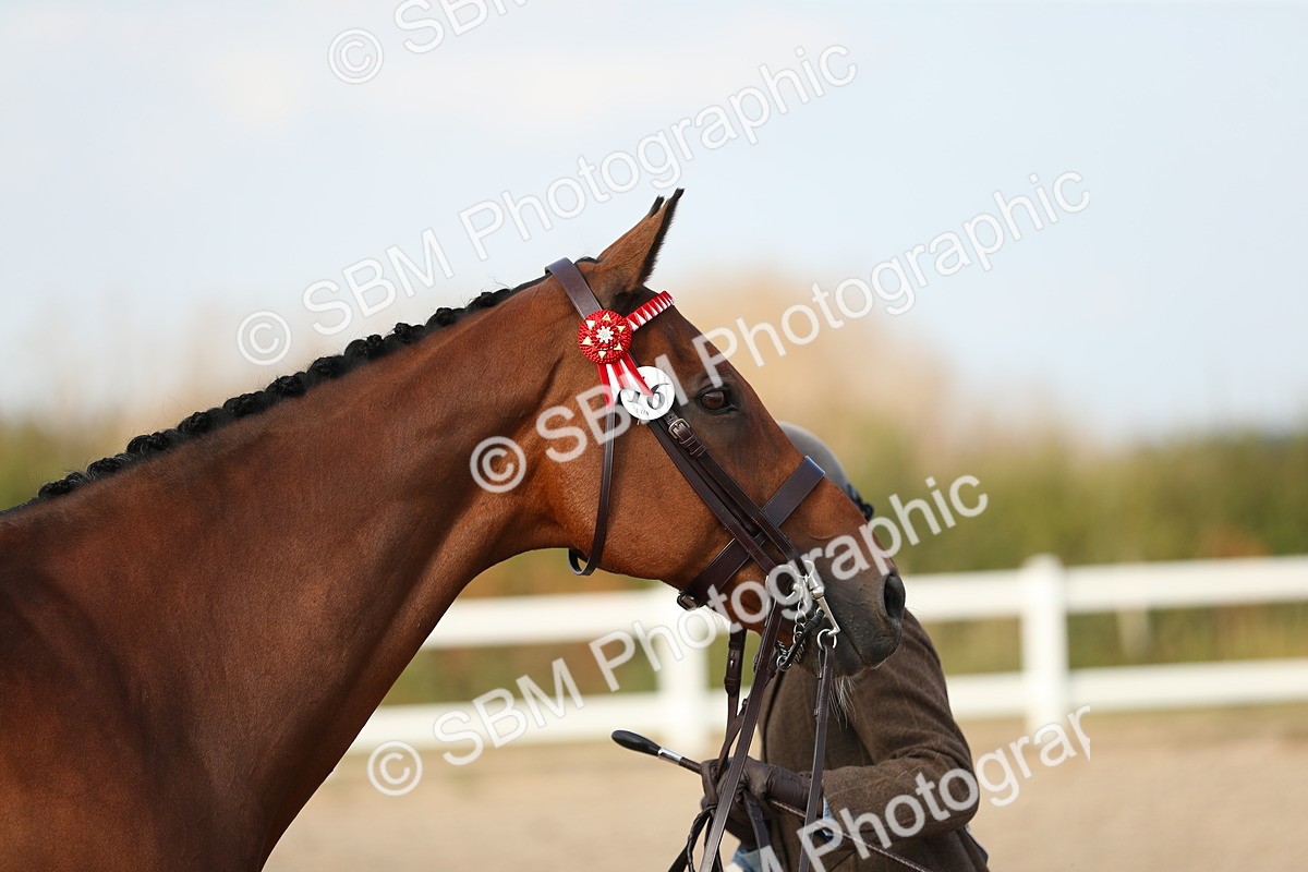 SBM_08633 - Class 28 - IH Veteran Horse
