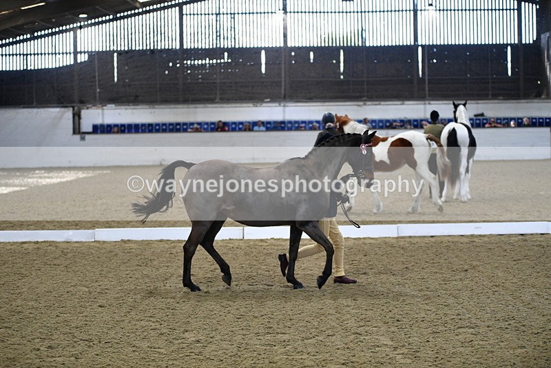 WJ5_3596 - Class 5 In Hand Veterans