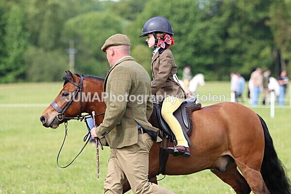 IMG_2312 - Working Hunter