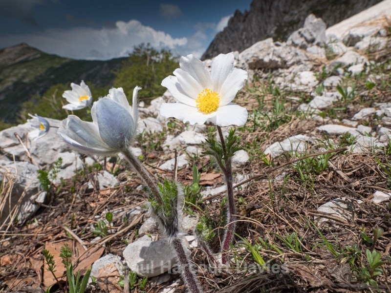 Alpine Pasque flower (Pulsatilla alpina subsp millefoliata) - Flowers in the Landscape - 2