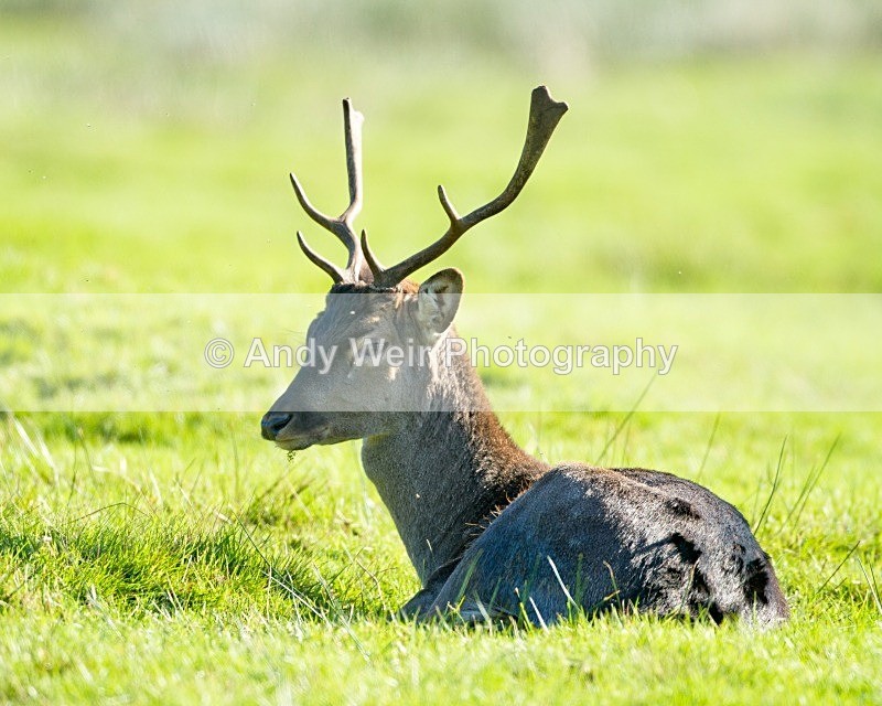 20111015-_MG_7259-533 - Fallow Deer