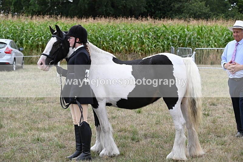 WJ6_5704 - Class 18 In-hand Coloured