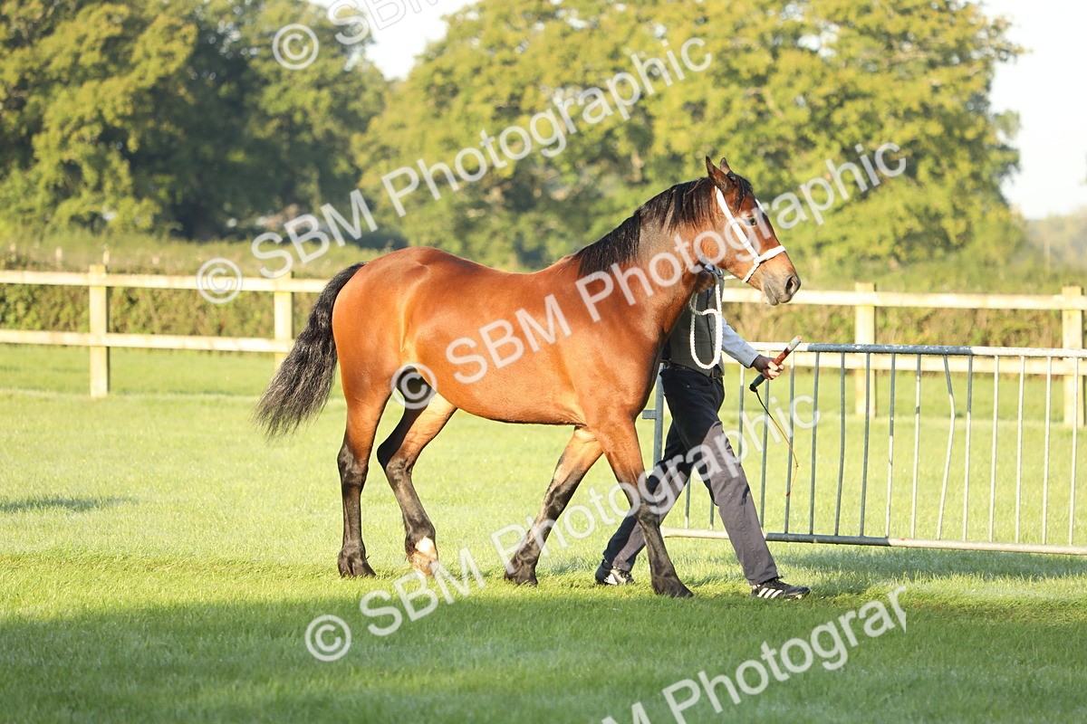 SBM_57902 - S42 - Youngstock