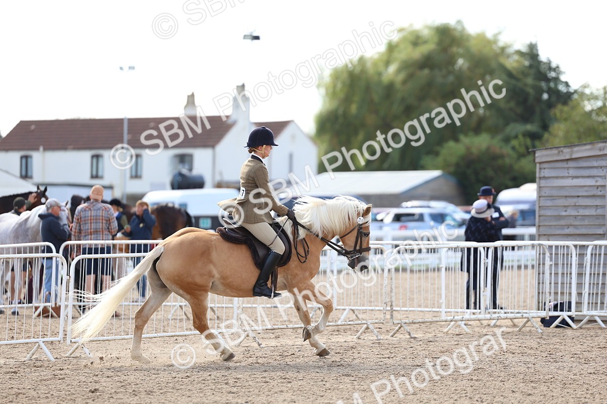 SBM_10880 - Class 305 - Ridden Foreign Breeds - Pure Bred