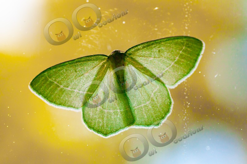 Common Emerald Hemithea aestivaria-5786 - Insects from around the world