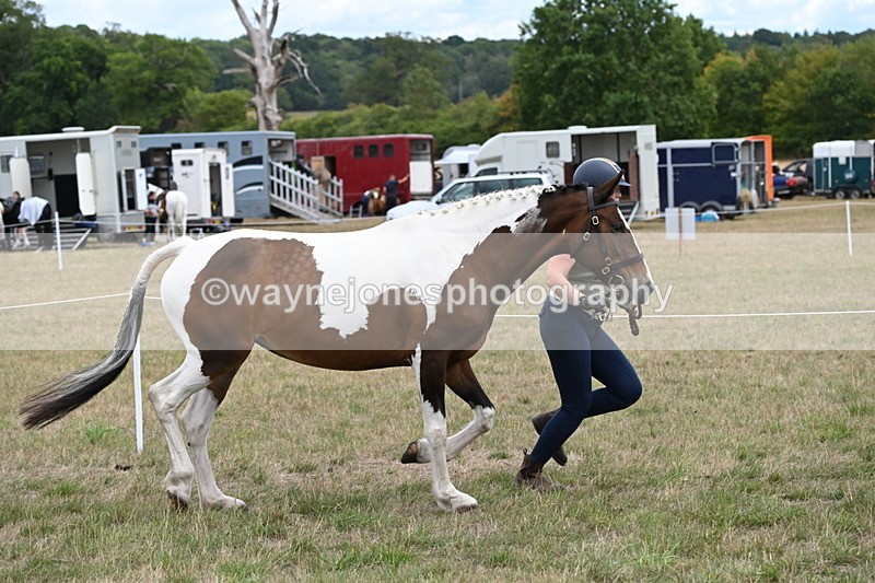 WJ6_5298 - Class 18 In-hand Coloured