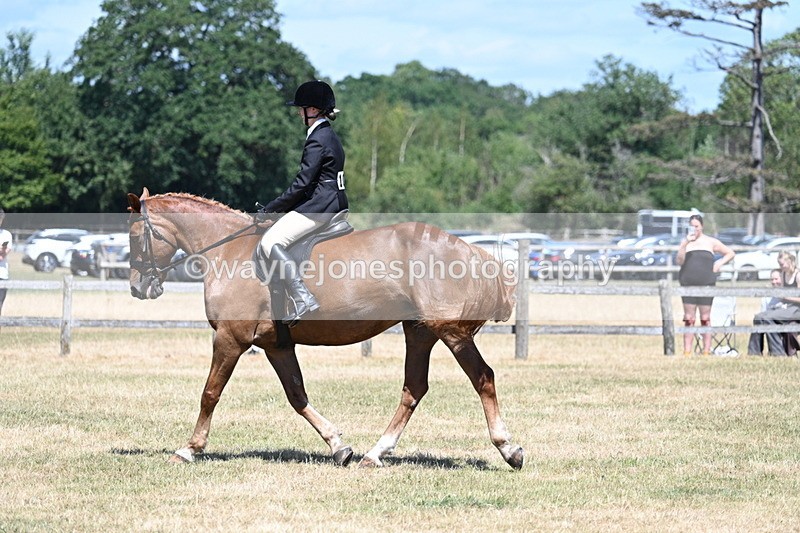 WJ7_3006 - Class 7 Riding Club Show Horse