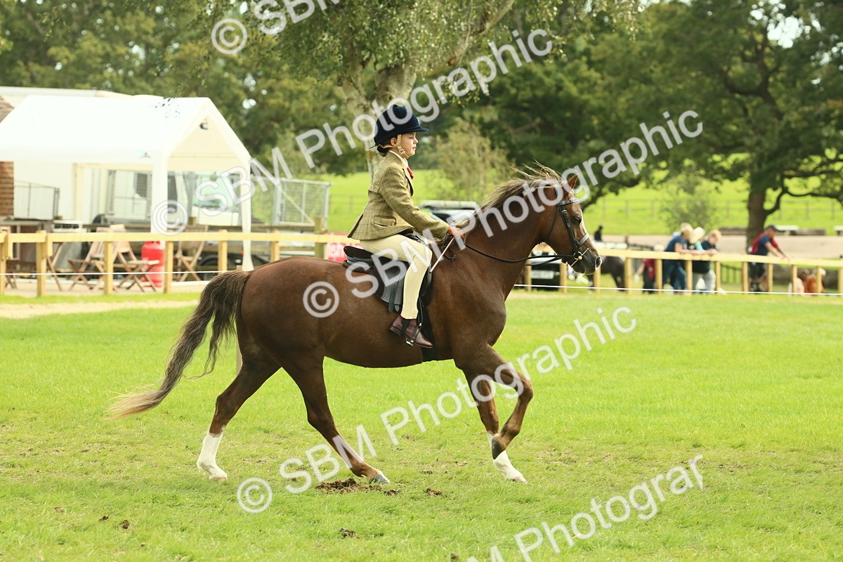 SBM_69825 - S59 - Mountain & Moorland Ridden Small Breeds