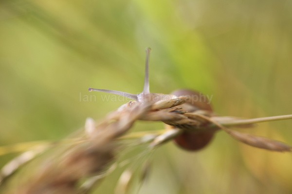  - Insects & Snails, Great Britain