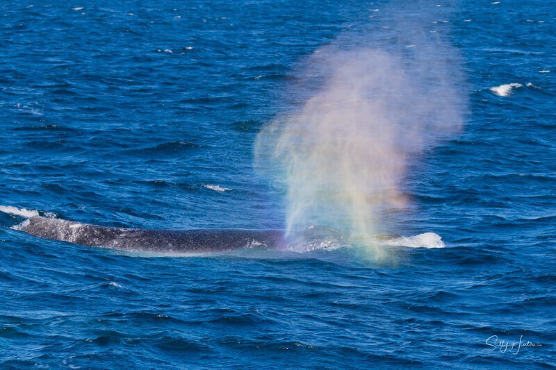 Humpback Rainbow Blows 3 0A3A6220 - Humpback Whales