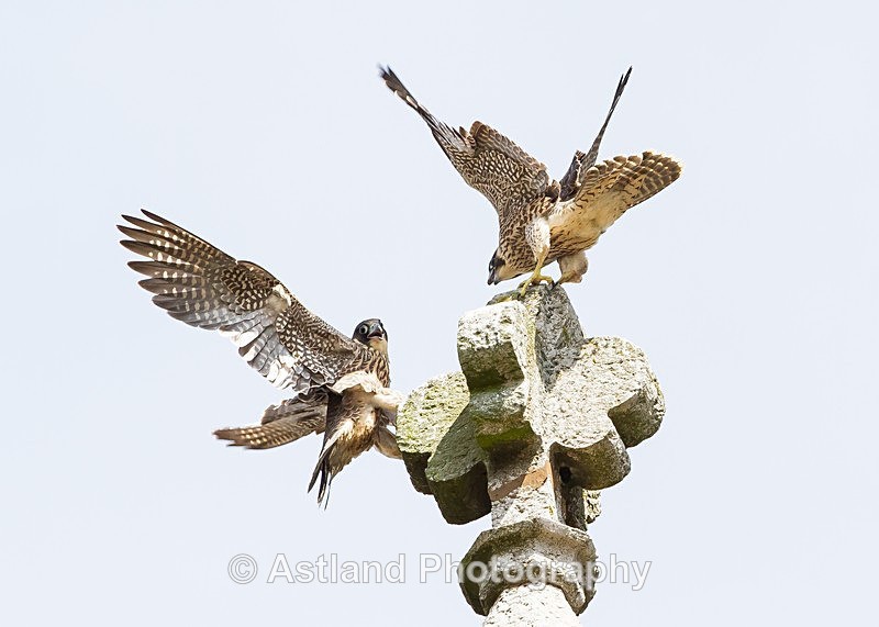 Astland Photography, Bird and Wildlife Images, Susan and Peter Wilson, U.K.
