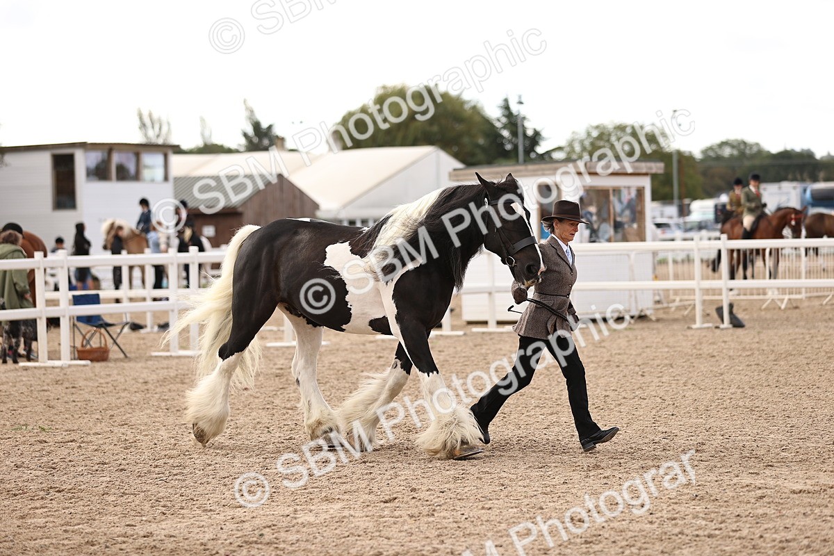 SBM_09304 - Class 404 - IH Traditional - Native Cob