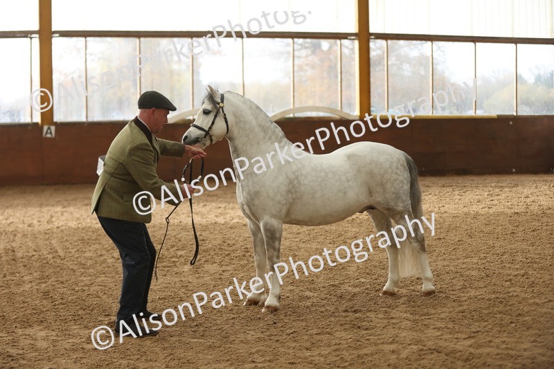 20251109-0527 - Class 20 - Stallions 4 Years and over