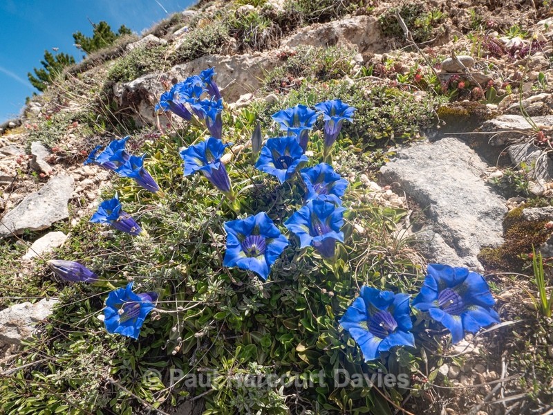 Apennine  Trumpet Gentian  (Gentiana dinarica) - Flower Portraits
