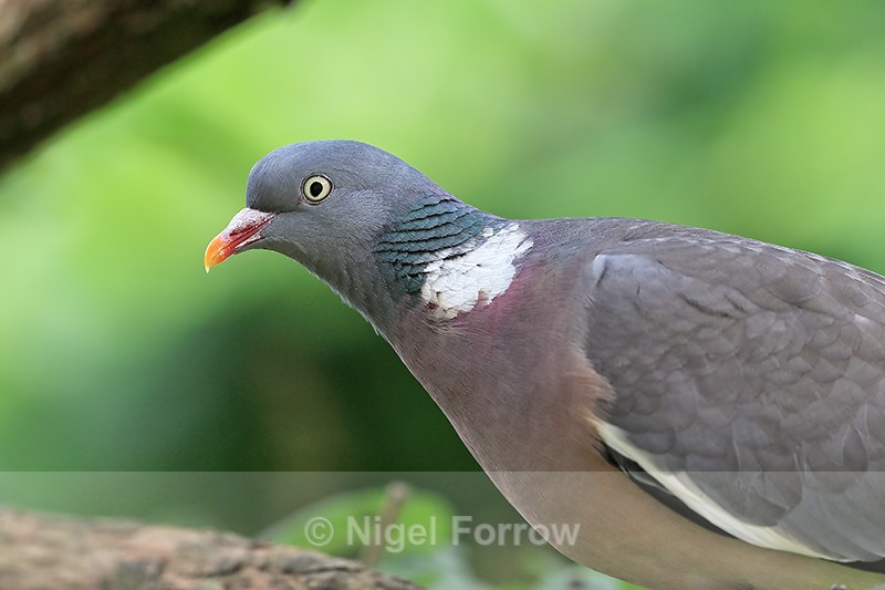 Close view of Woodpigeon, Oxfordshire, UK - Woodpigeon