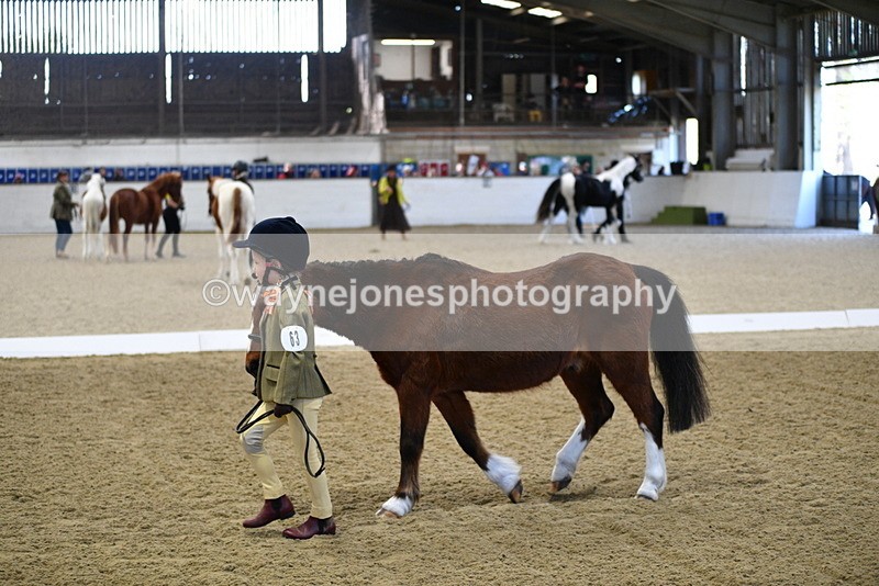 WJ5_3732 - Class 5 In Hand Veterans