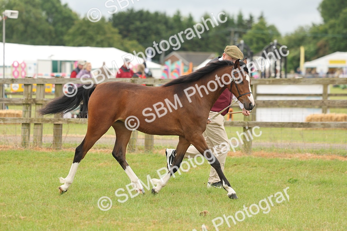 SBM_02135 - Class 50-57 - M&M Welsh Pony In Hand