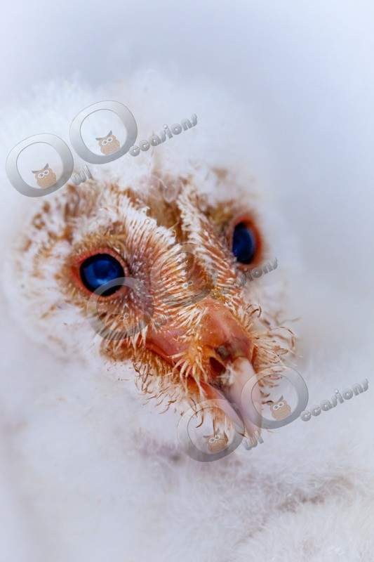 barn owl tyto alba-9732 - Owls of the World